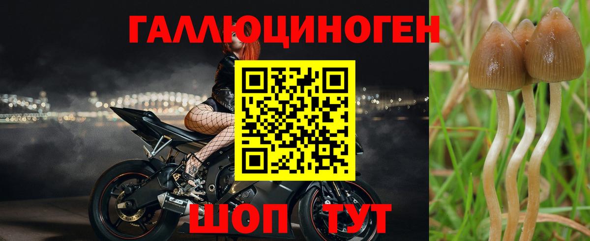 Галлюциногенные грибы Cubensis  Вход с VPN  Звенигород 